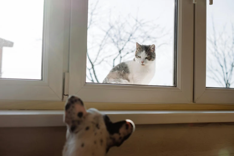 a cat is looking outside of a window at another cat