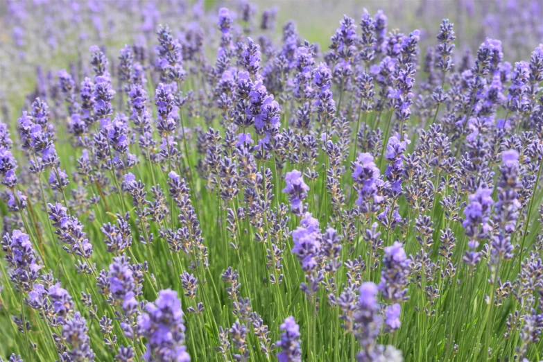 purple flowers are blooming in a garden