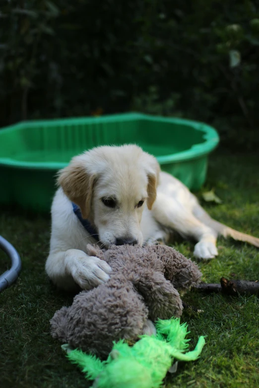 puppy laying in the grass with stuffed animal