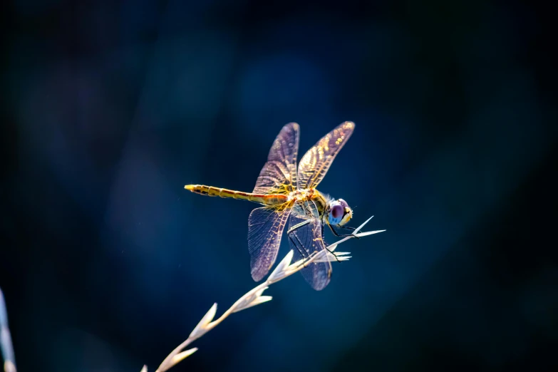 a yellow dragon flys close up on a plant