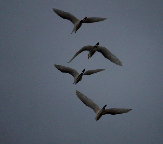three seagulls flying together in the gray sky