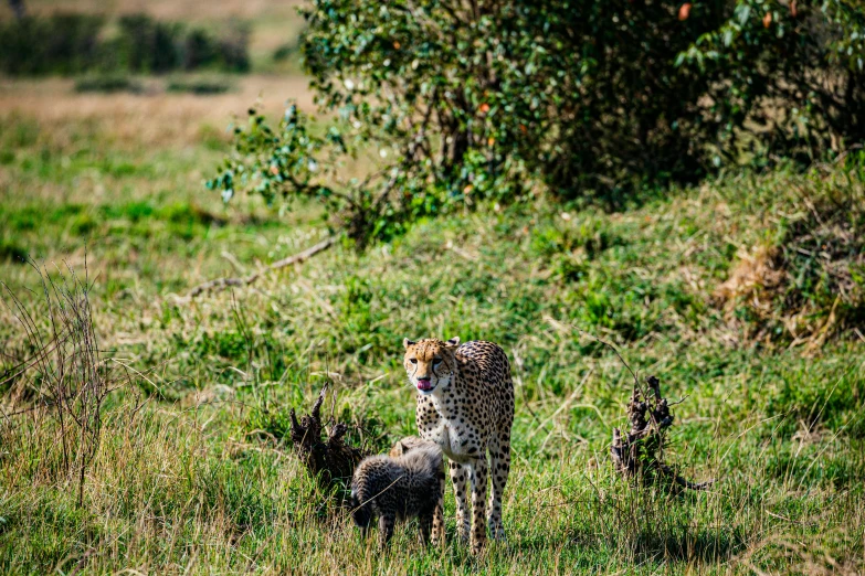 a large cheetah and its baby in a field of tall grass