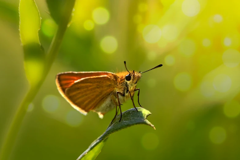 a brown erfly is standing on a green plant