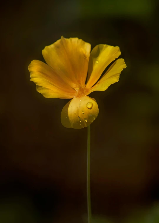 a yellow flower with drops of water on it