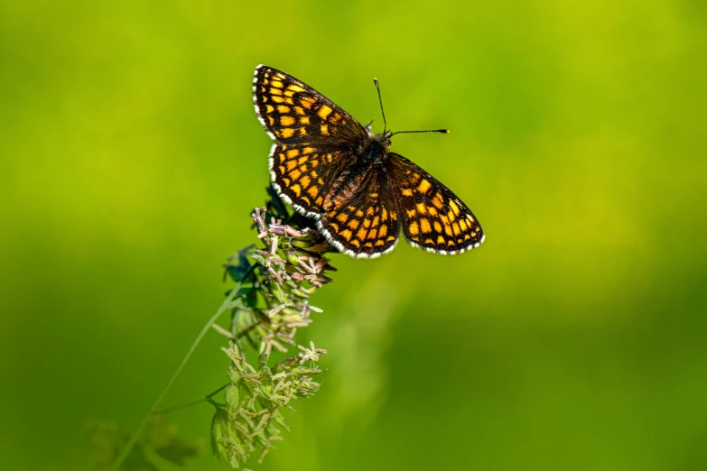 a erfly perched on top of a flower