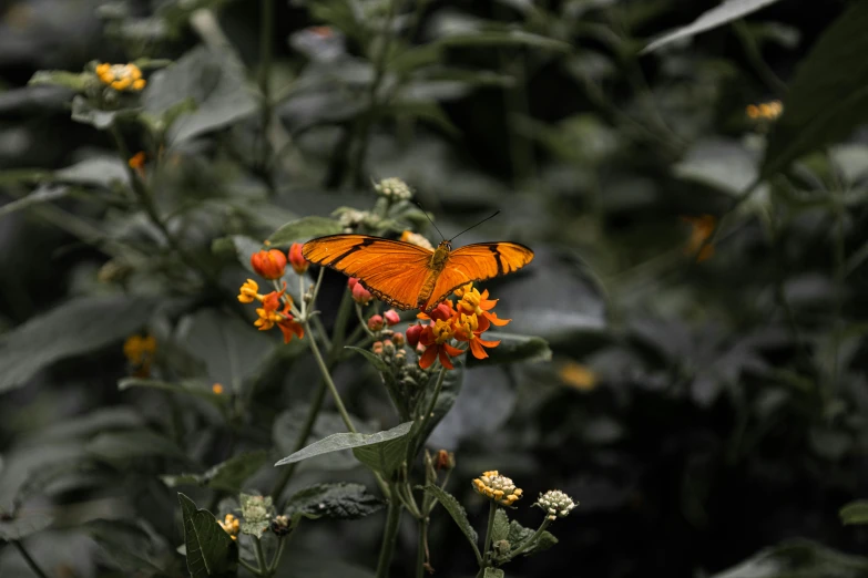 a erfly is on top of a flower