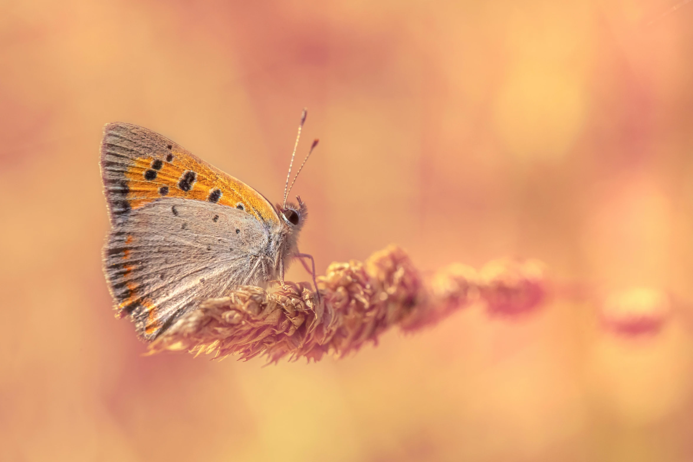 small blue erfly sits on the tip of a plant