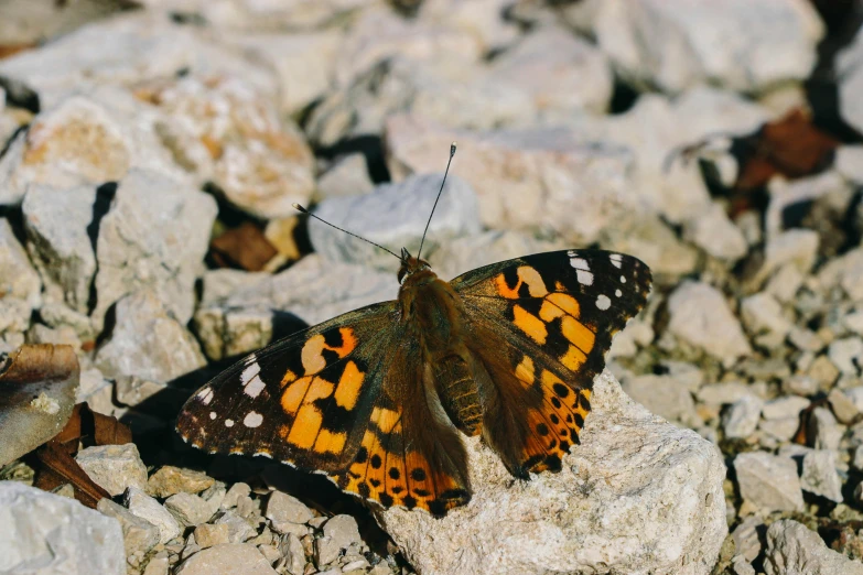 a brown and black erfly sitting on some rocks