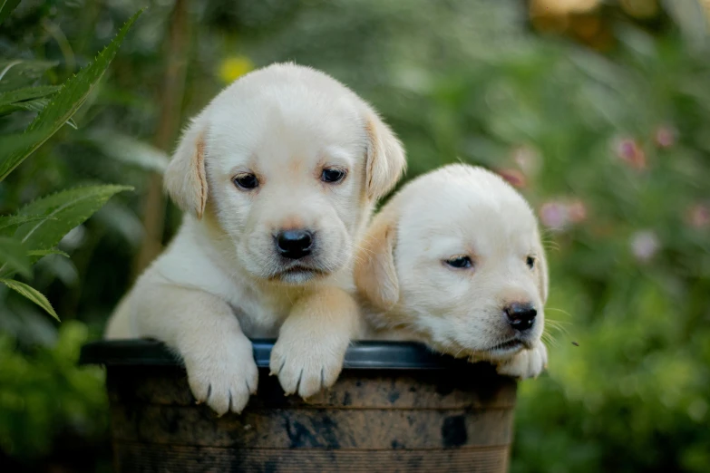 two yellow lador retrievers laying down on top of a bucket
