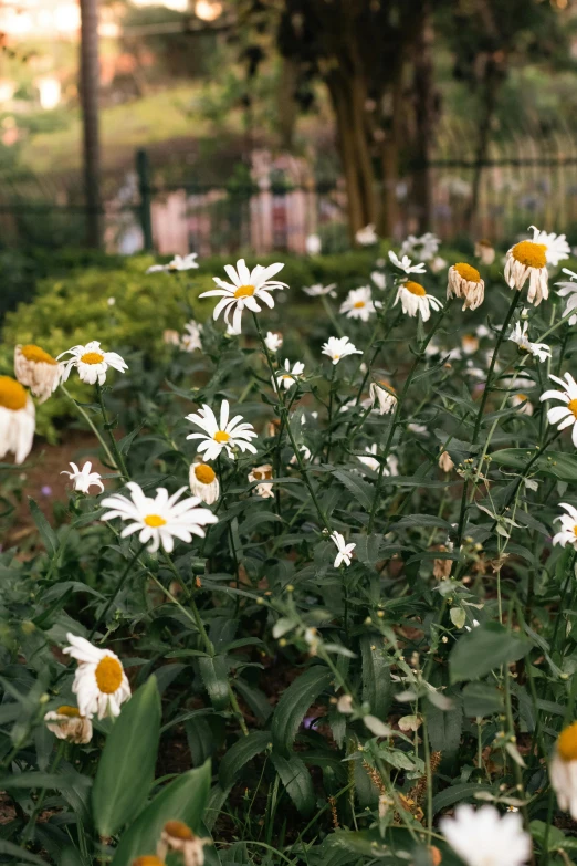 many white daisies are growing in a garden