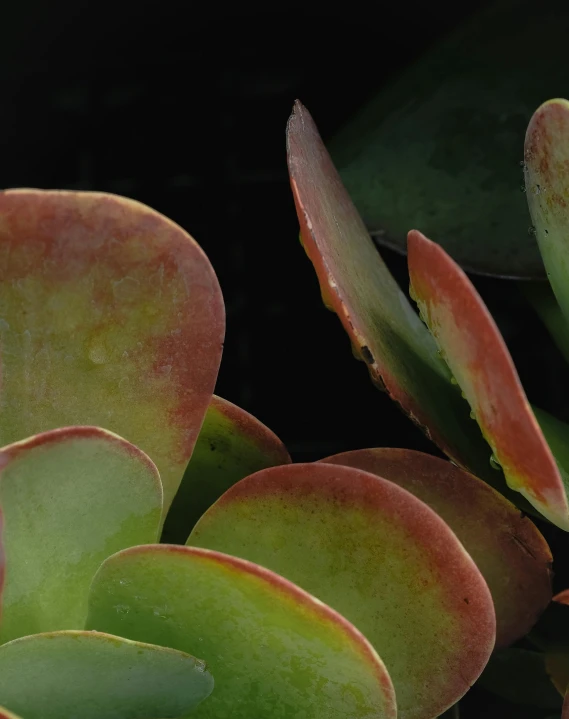 closeup of a plant with red and green leaves