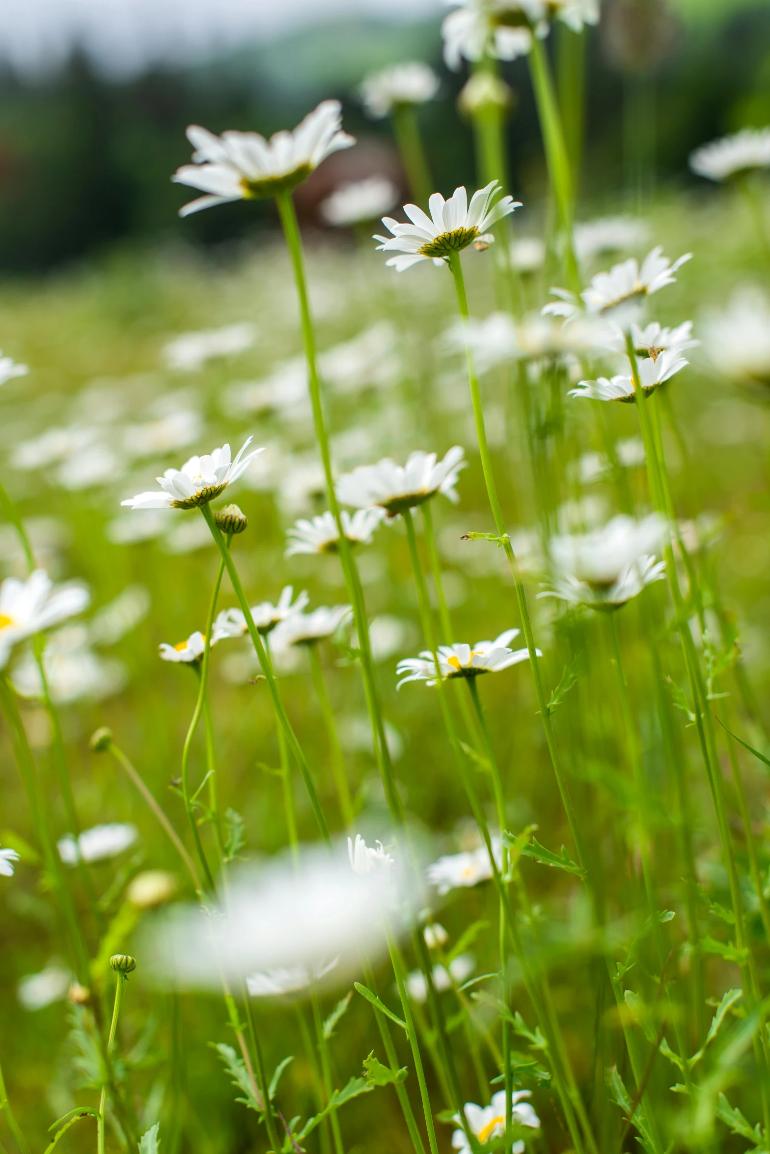 daisies in a green grass area surrounded by trees