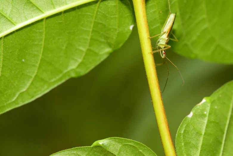 there is a close up of an insect on a green plant