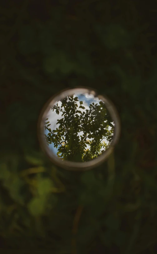 the tree seen through an object with reflection