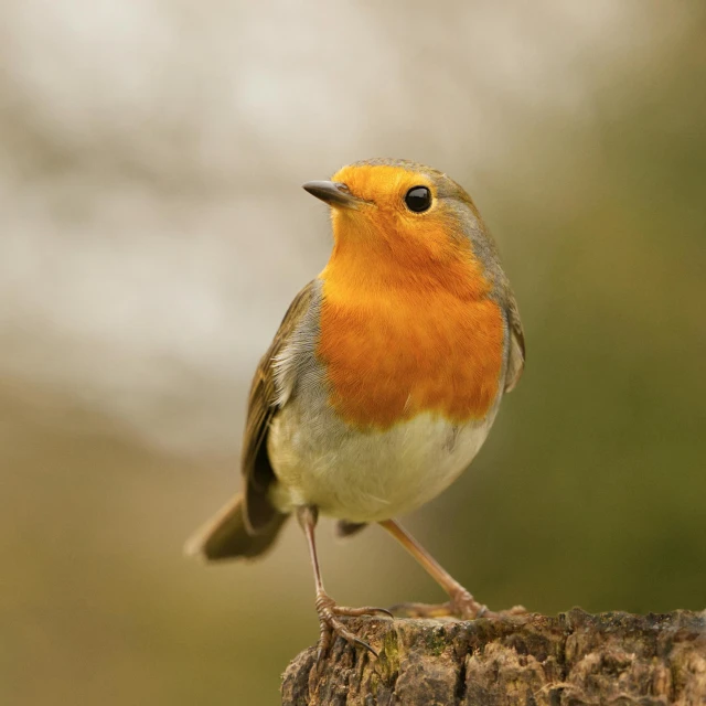 the red and yellow bird is perched on a tree stump