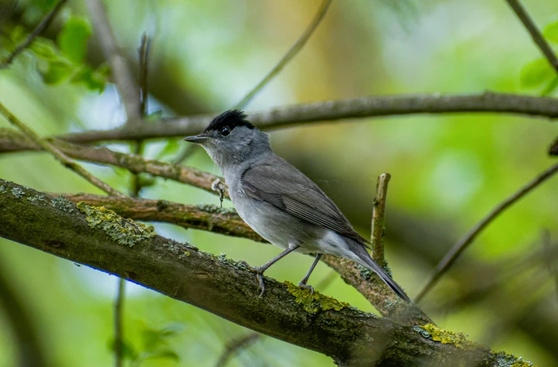 a small bird perched on a nch in the wild