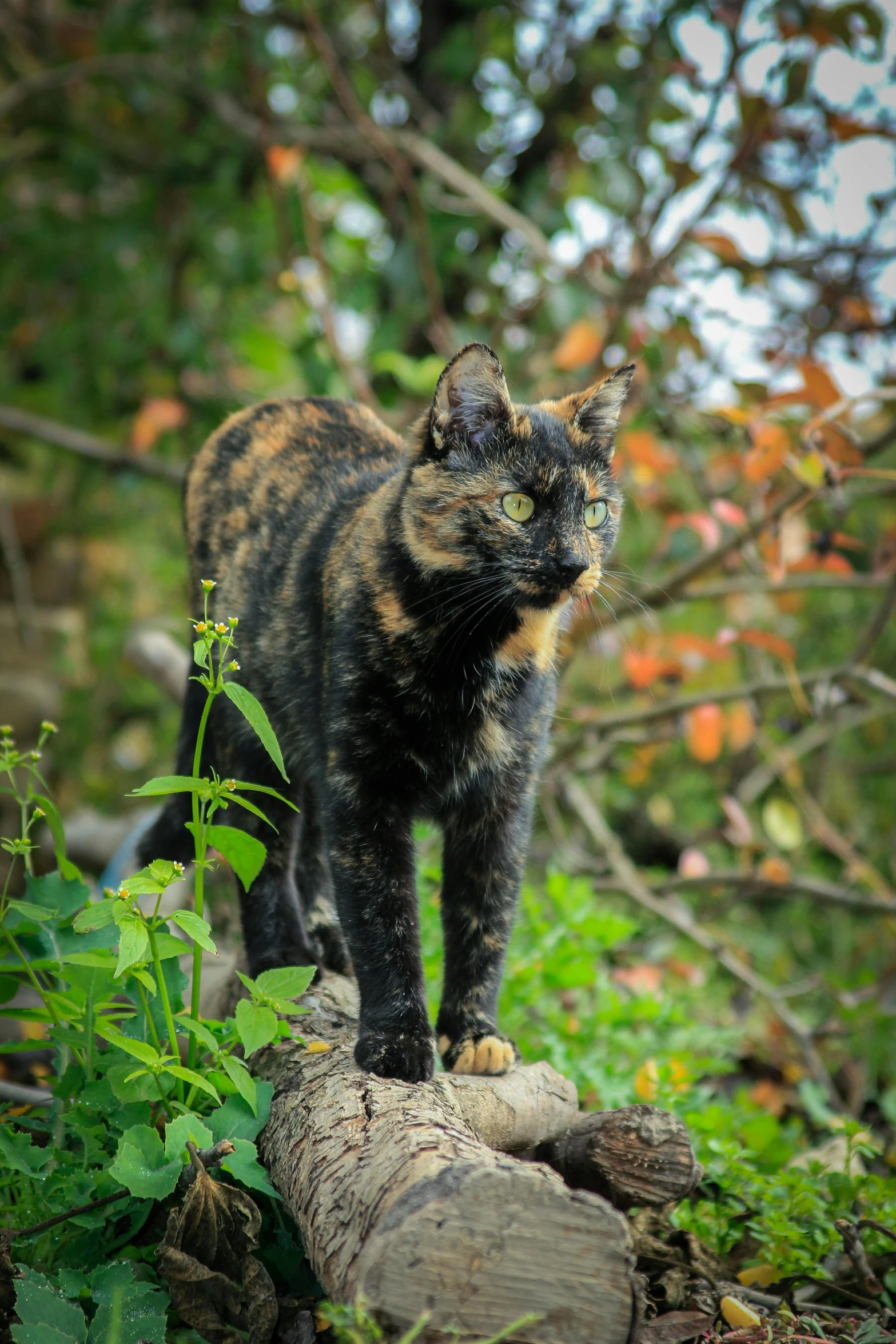 there is a cat that is standing on the log