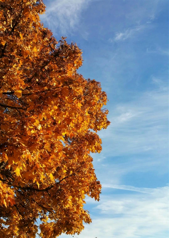 a group of trees with yellow leaves against a blue sky