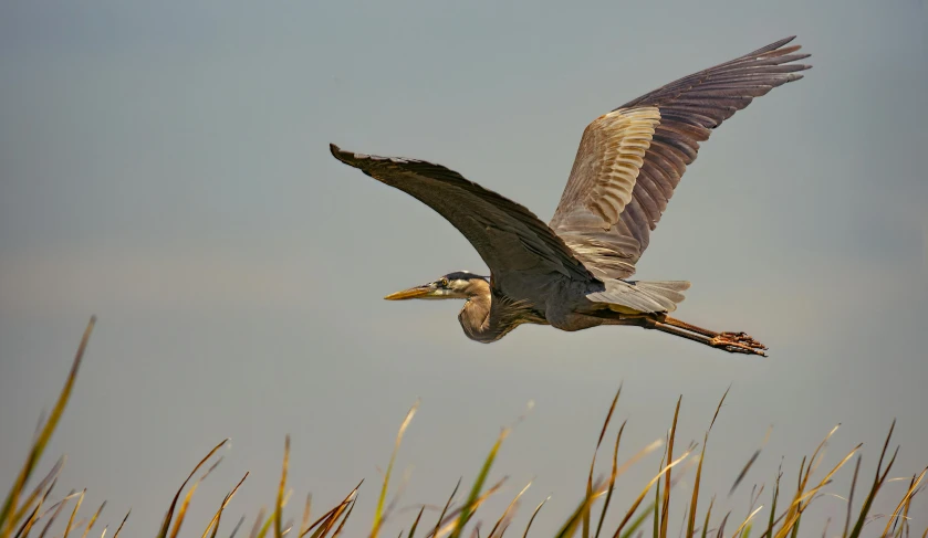 a bird is flying in the air with its wings spread