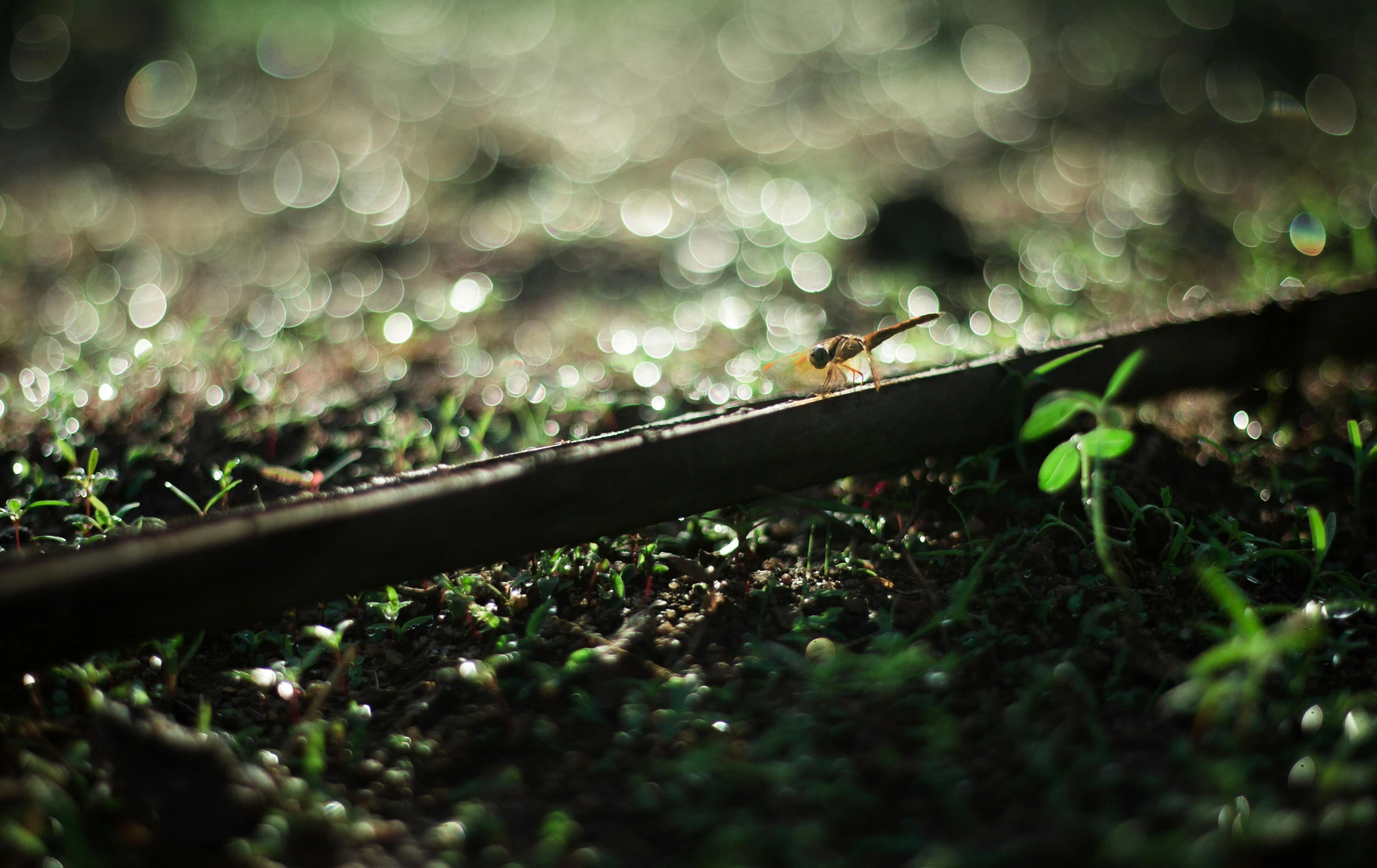 some small grass blades laying on the ground