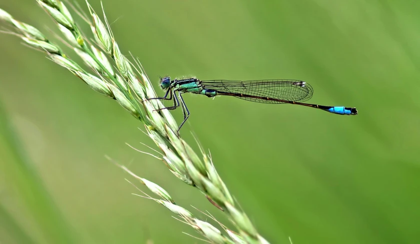 a blue dragonfly rests atop a blade of green grass