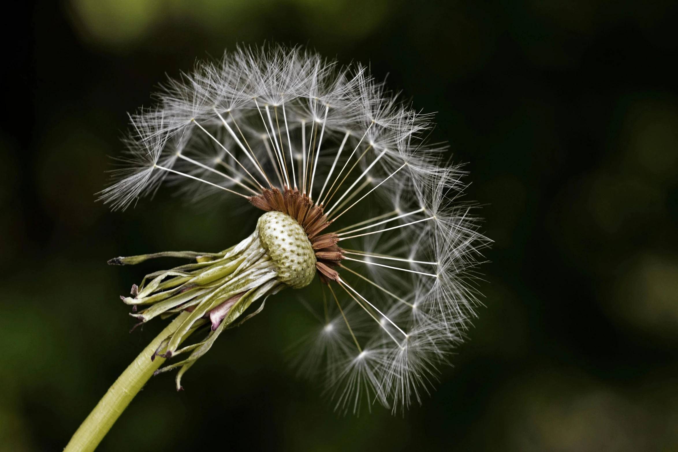 a dandelion with a brown center is pictured against a black background