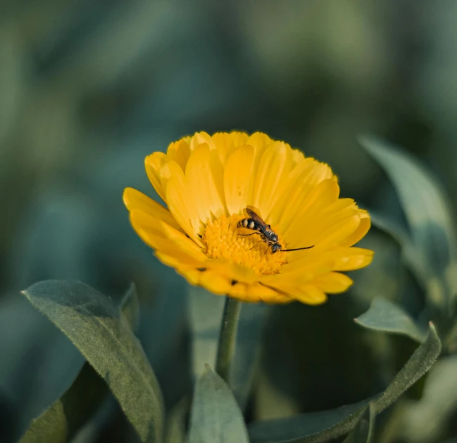 a bee sitting on top of a yellow flower