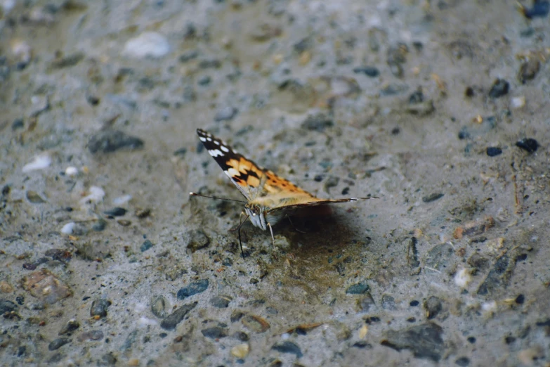 a brown and white erfly in the sand on a beach