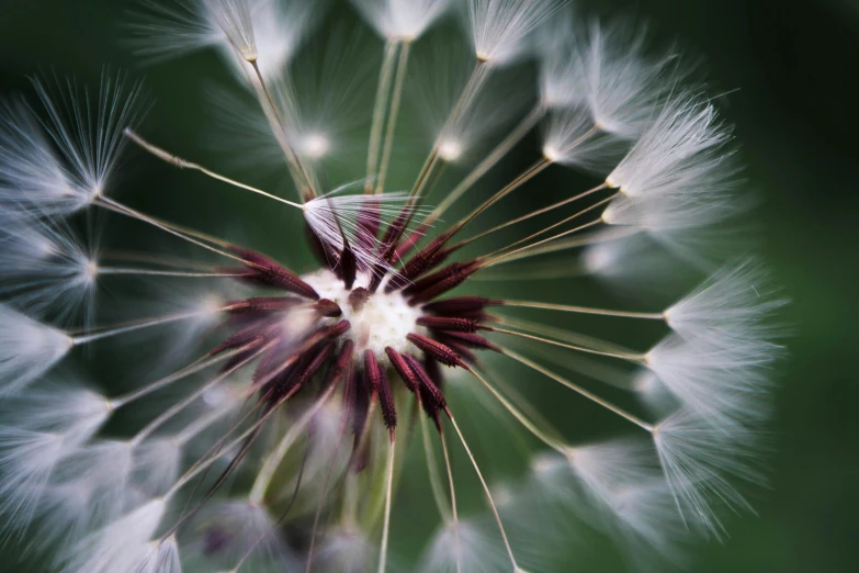 a dandelion close up, the middle and seeds blowing