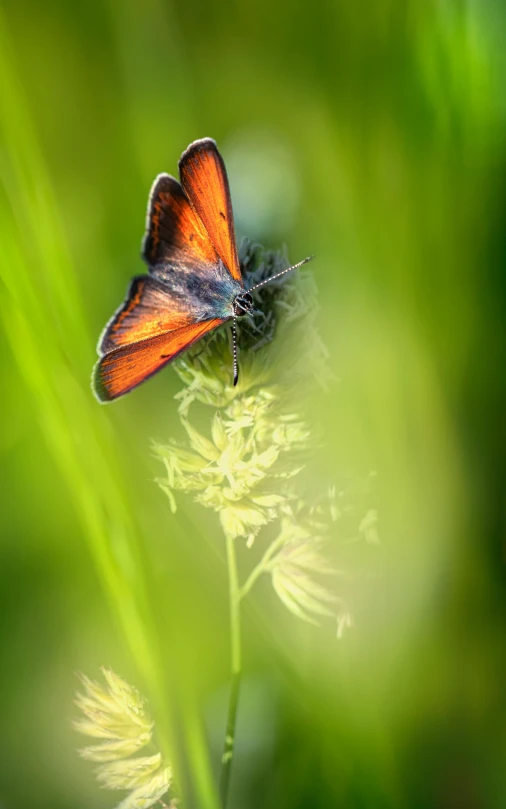 a large orange erfly sits on a flower