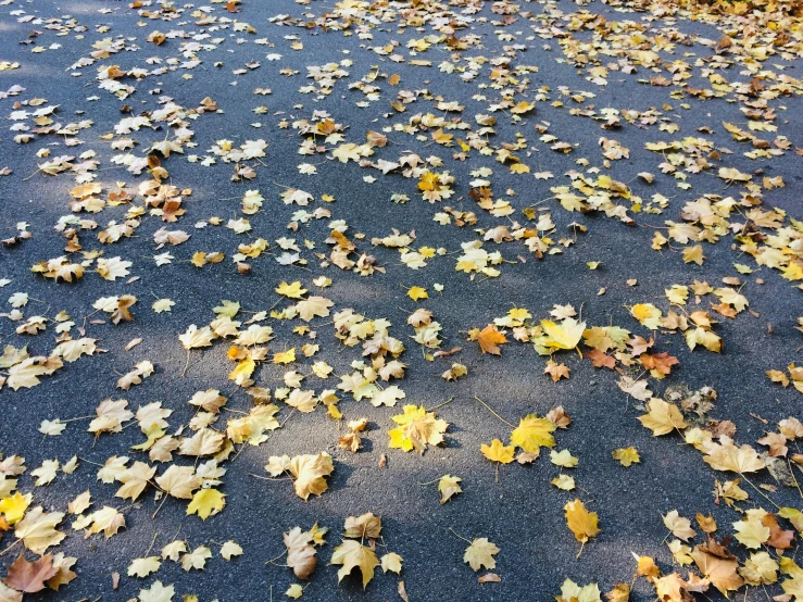 many leaves are laying across the street, creating a colorful pattern