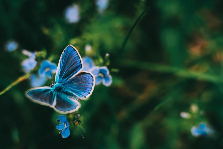 a blue erfly is flying over the ground