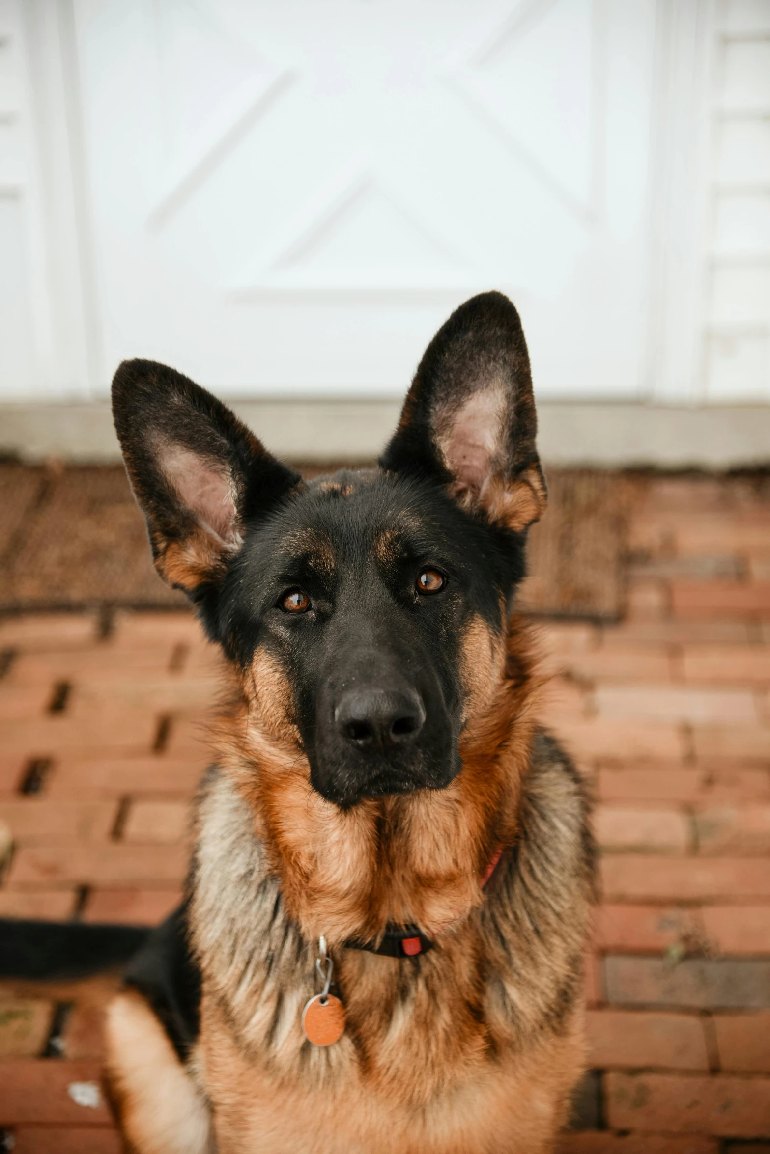 a dog on leash looking at camera in front of white door