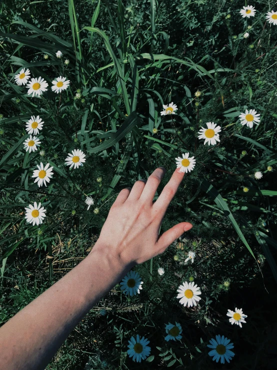 a person's hand extending out in a garden of wild flowers