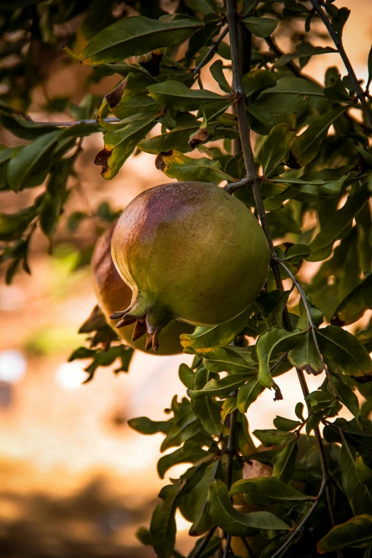 close up of pomegranate on tree nch with blurry background