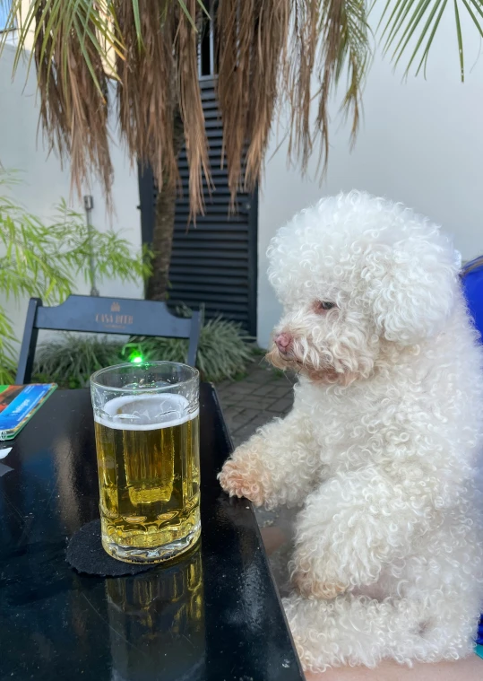 a white dog sitting at a table with a beer