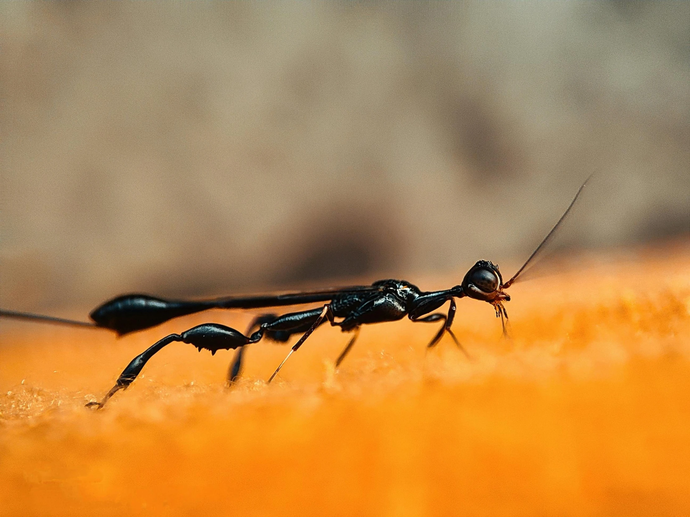 two bugs crawling on top of each other on the ground