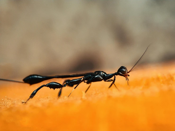 two bugs crawling on top of each other on the ground