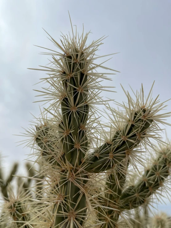 an extreme closeup s of a cactus