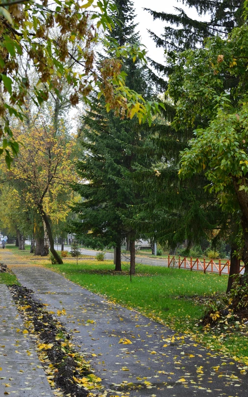 a road with a tree lined median between two buildings