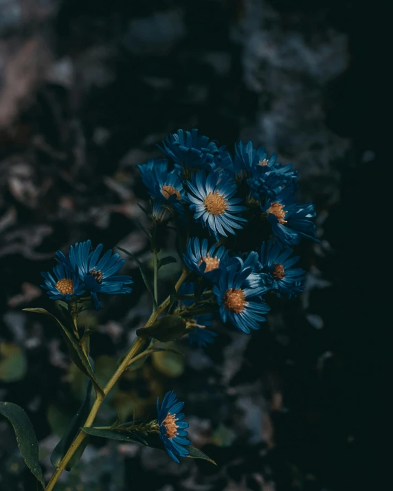 three blue flowers blooming in the middle of the forest