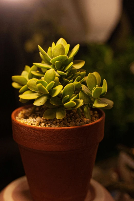 an evergreen sitting on top of a pot of plant