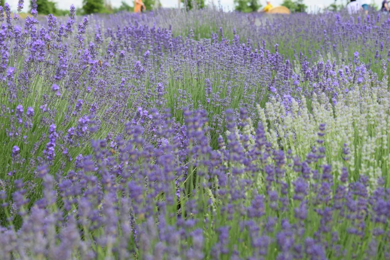 many lavender flowers are growing in the middle of the field