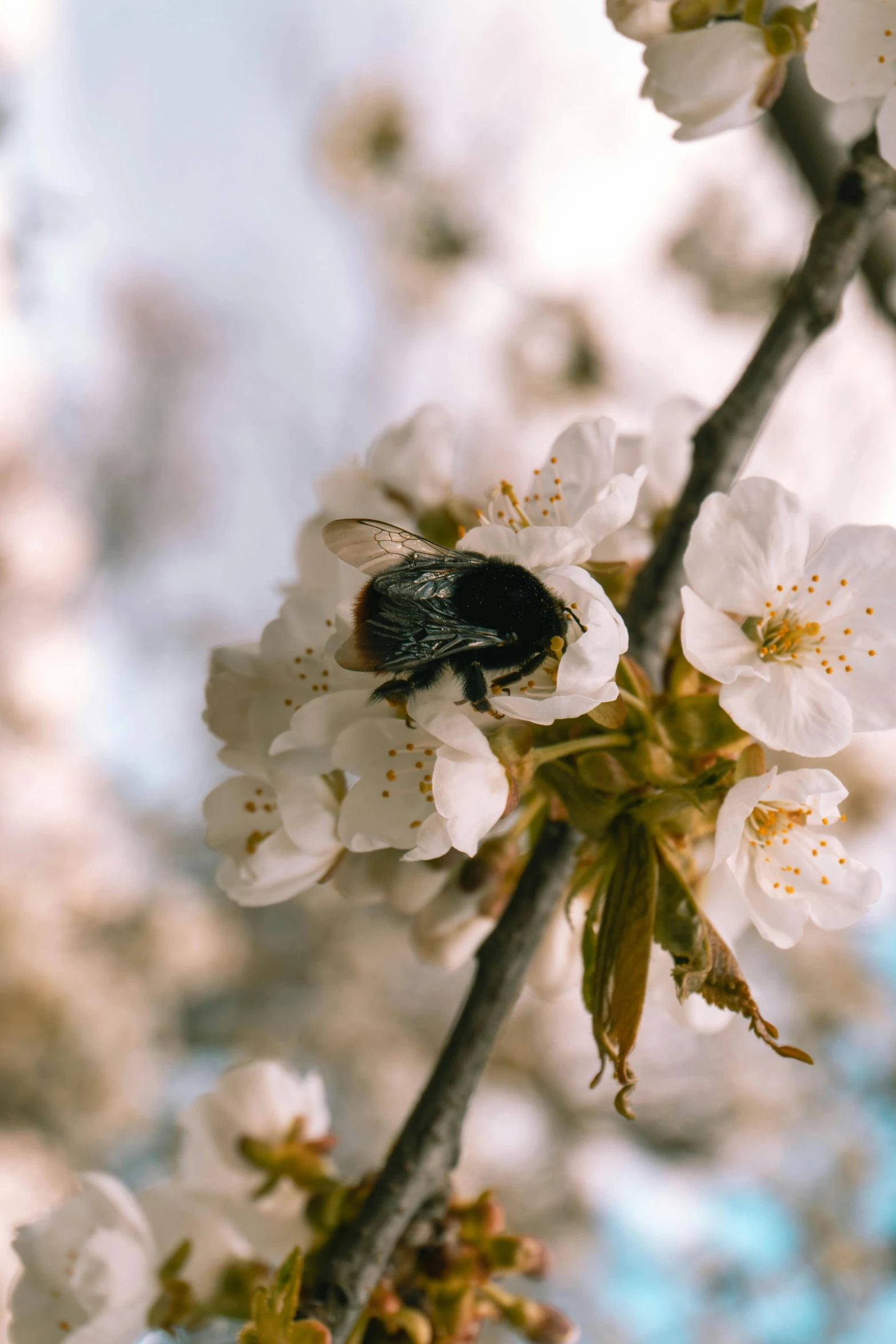 black and yellow bee sitting on nch with flowers