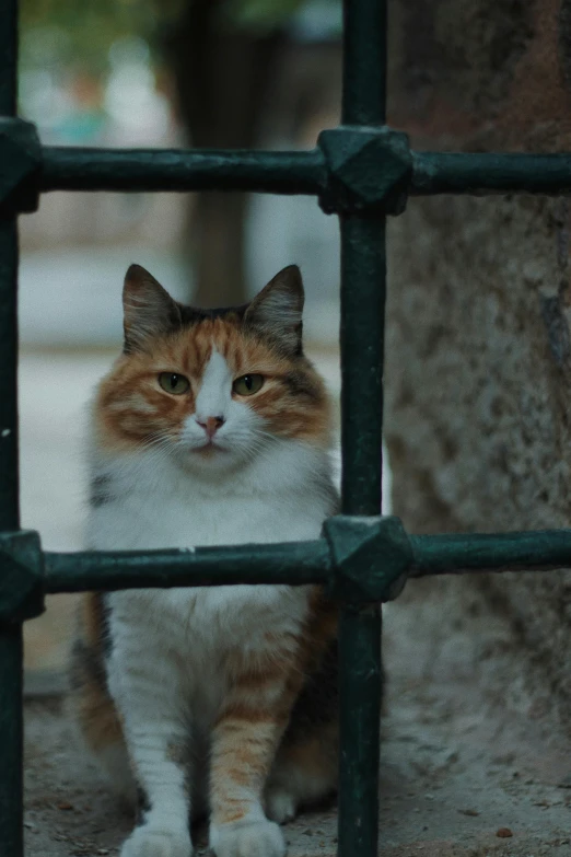 a cat looking through the bars of a gate