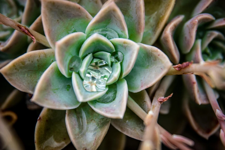 a close up image of an succulent in green color