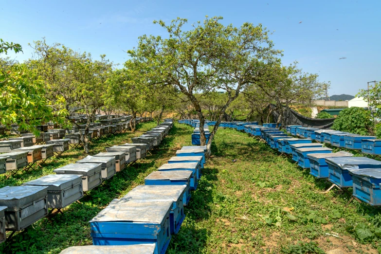 several bees are lined up near blue containers