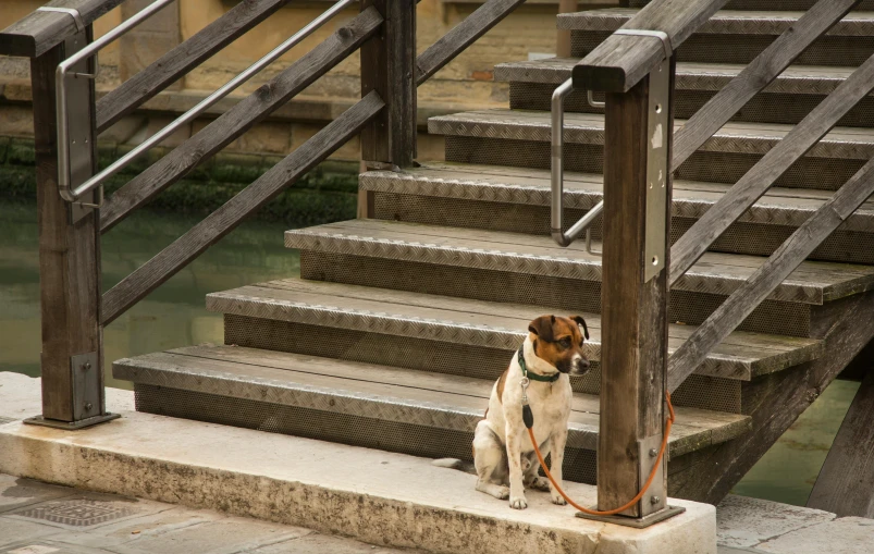 a brown and white dog sitting on steps near a railing