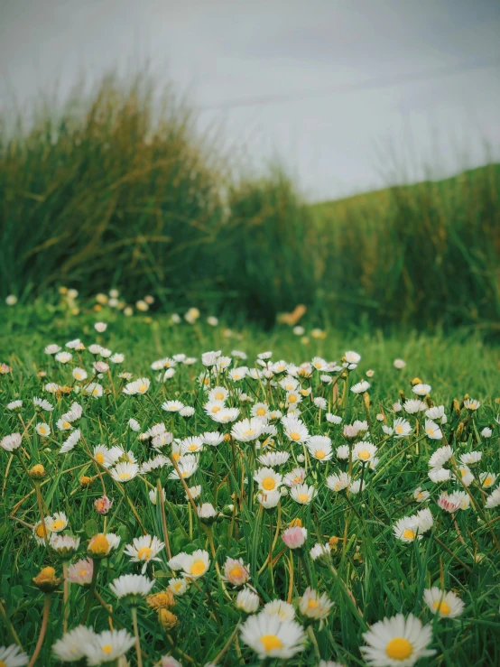 wildflowers blooming in a meadow of green grass