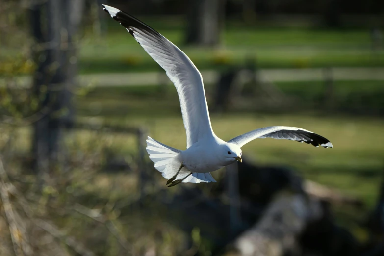 a large bird flying through a field near rocks